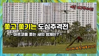 쫓고 쫓기는 도심추격전! 마르코를 쫒는 새는 천연기념물? 