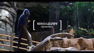 히야신스매커우(Hyacinth Macaw)