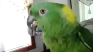 아마존 앵무새는 멋지고 노래 노래를 노래