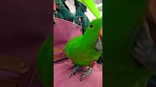 하품인척 핸드폰 스트랩을 노리는 중 #뉴기니아앵무 #쥬니멀안산점 #지니