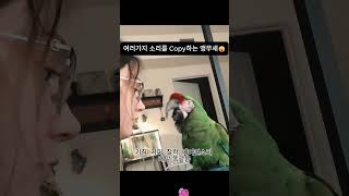 여러가지 소리를 그대로 따라하는 앵무새  #animal…