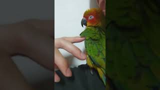 썬코뉴어 웃음 썬코 애교