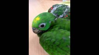 크라운 아마존 앵무새 이유조