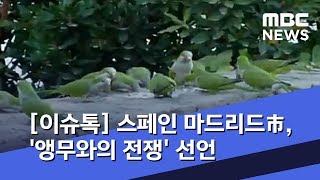 [이슈톡] 스페인 마드리드市, '앵무와의 전쟁' 선언 (2019.10.10/뉴스투데이/MBC)