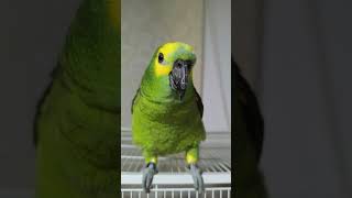 귀농귀촌 아마존앵무새  이유식먹기