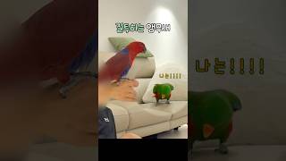 질투하는 앵무새 | 나도 놀아줘!          #뉴…