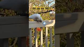 COCKATOO WINS  OR DID HE?  #cockatoo #parrot #birds #tricks #funny