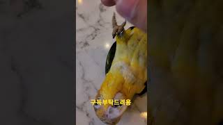 뒤집어서 노는 노랑머리 카이큐앵무새 리코 #shorts