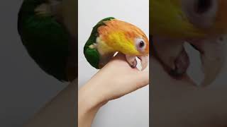 앵무새 입질 어느정도인지 알게 해주는 영상#shorts