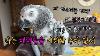 동생 돌보는 앵무새 / 말 잘 듣는 동생이 하나도 없음…