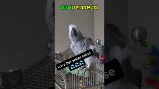 웃음소리, 멍멍소리까지 따라하는 앵무새 등장ㅋㅋ