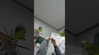 아마존앵무새 말하고 놀아주기