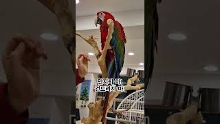 스킨쉽을 싫어하는 홍금강 앵무새~  #parrot #홍금강앵무새 #bird #스킨쉽 #skinship #싫어하는 #loathsome #반려동물