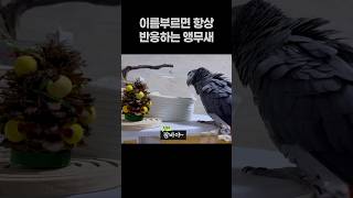 이름 부르면 항상 반응하는 앵무새 ️ 회색앵무 잠바