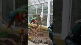 할리퀸 마카우 (춤추는 모습).