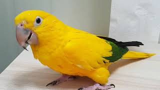 골든 코뉴어  나나