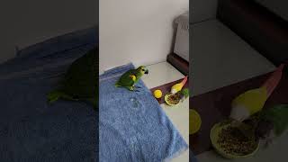 아마존 앵무새 가족이되다♡