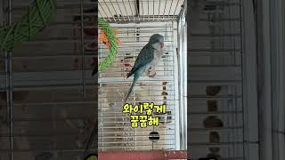 퀘이커앵무새 말 문 터지려고 합니다 #parrot #b…