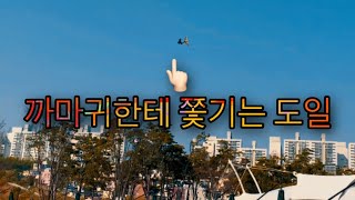 [청금강][앵무새]도일이의 첫 가출? 실종!?? 까마귀…