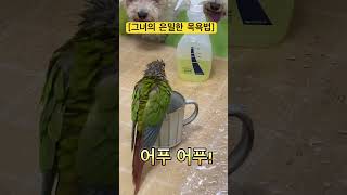 그녀의 은밀한 목욕법!!!#코뉴어목욕#앵무새키우기 #앵무새일상