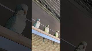 귀엽고 깜찍한 하루 | 앵무새 친구 많이 만난 날