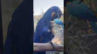 #hyacinthmacaw #vibrantbirds C…