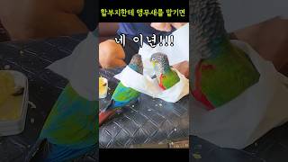 할부지한테 앵무새를 맡기면(응징)   #크림슨벨리드코뉴어 #cuteparrot #funnyparrot #아파트에서키우기좋은앵무새 #힐링동물영상 #앵무새가족 #앵무새놀아주기