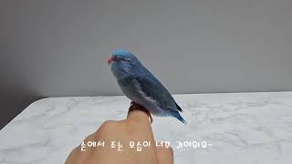 유리앵무 입양 1일차 - 제발 건강하길!