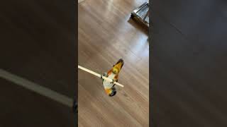 검은머리카이큐 초롱이의 재주