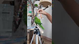 한스마카우 쌈바 : 돌아~  초보집사의 훈련이 엉성..