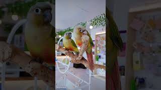 코뉴어 앵두 자두 기분좋아 # 신난다 