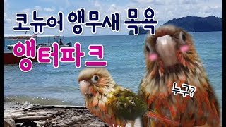 코뉴어 앵무새 목욕 -또치 앵터파크2 (파도소리)conure parrot