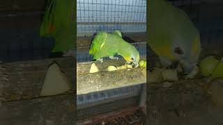 울 아마존C처음에는 번식조로 분양 받아 왔는데 지금은 반 애완조가 되었네요