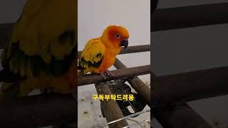 인사하는 썬코뉴어앵무새 #shorts