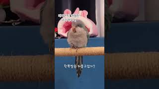 앵무새키우기~♡  블루퀘이커 아가 입양했어요♡  #앵무새#퀘이커앵무새#아리   성별은 몰라요~   행복하게살자^^♡