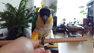 악수하기 : 검은머리 카이큐 리오의 재롱 10 (잉꼬, 앵무, Caique Parrot, ズグロシロハラインコ)