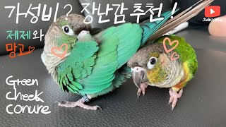 제제와 망고 vlog 코뉴어 앵무새 장난…