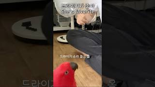 드라이기만 보면 환장하는 앵무새