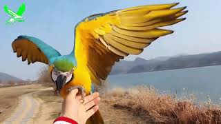 앵무새 마카우 자유비행 루이, 가온, 럭키