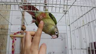 대롱대롱 코뉴어