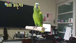 히트예감!!  트로트를 부르는 앵무새 히트/ 땡기고땡기고