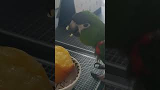 @앵무새. 한스마카우. 13세. 남자. 이름: 지루비.…