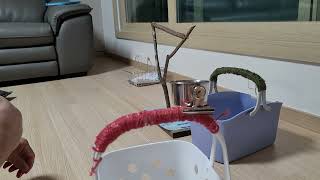 코뉴어 성별 공짜로 확인하는 방법