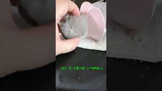 다리다쳐서 이동장가방에 입원중인 먼지 #퀘이커앵무새