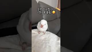 의기소침 다복이가 점점 기운 차리고 있어요~!! 응원 감사합니다~#앵무새 #퀘이커앵무새 #내꿈꿔앵무새 #러블리다다즈