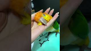 카이큐 입덕 영상