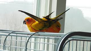 콩이~보리~~ 니네들 모해는거니? 썬코뉴어