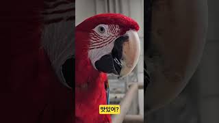 게 먹는 앵무새 #홍금강앵무새 #birds #마카우앵무…