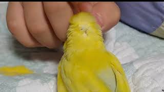 (유리앵무새)지금이 가장 행복한 시간 울 유리앵무