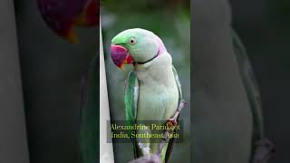 Your Parrots or Mine? #parrot #parrotlover